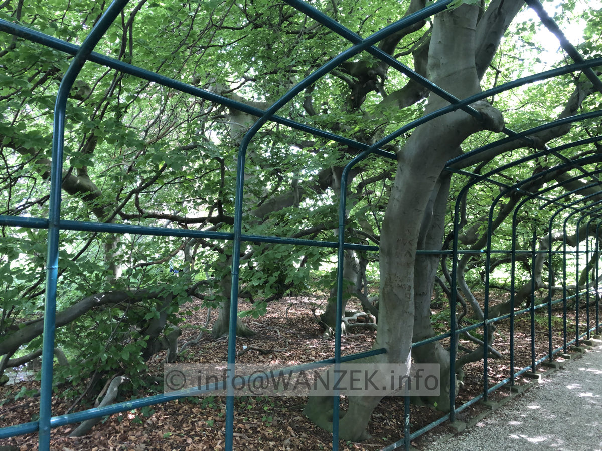 Fagus sylvatica Tortuosa (Suentelensis) - Berggarten 03.JPG